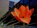 Picture Title - Tulips at the Hospital 16