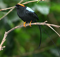 Picture Title - Long-tailed Manakin