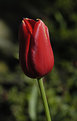 Picture Title - red tulip
