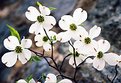Picture Title - Dogwood