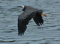 Picture Title - Grey Heron