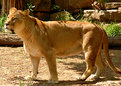 Picture Title - lioness