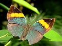 Picture Title - Order Lepidoptera 