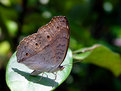 Picture Title - Order Lepidoptera 