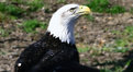 Picture Title - bald eagle