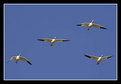 Picture Title - Snow Geese - 4 in formation