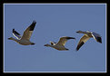 Picture Title - Snow Geese - 3 in formation