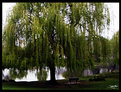 Picture Title - willow and bench