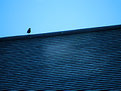Picture Title - Bird On Roof