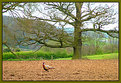 Picture Title - Ellusive Pheasant 