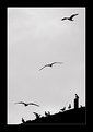 Picture Title - Gulls