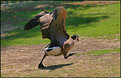 Picture Title - Goose Attack