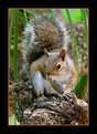 Picture Title - Veverita - squirrel