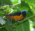 Picture Title - Blue-hooded Euphonia