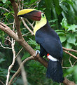 Picture Title - Chestnut-mandibled Toucan