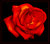 Fiery Rose