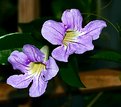 Picture Title - Lavender Trumpet Vine