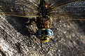 Picture Title - Dragonfly's smile