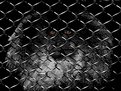 Picture Title - caged monkey