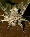Picture Title - Moth   VI