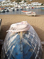 Picture Title - Our pelican "Petros"