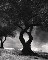 Picture Title - Olive Trees 2