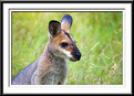 Picture Title - wallaby