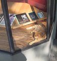 Picture Title - CAT IN BOOKSTORE WINDOW