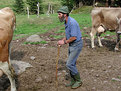Picture Title - cowman