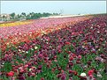 Picture Title - runicula fields