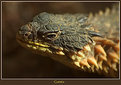 Picture Title - Bearded Dragon