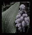 Picture Title - Black and whit flower