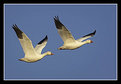 Picture Title - Snow Geese - 2 to the right