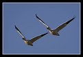 Picture Title - Snow Geese - 2 to the left