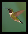 Picture Title - Portrait Of A Hummingbird