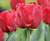 Red Tulip