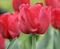 Picture Title - Red Tulip