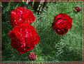 Picture Title - Fern Leaf Peony