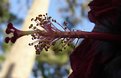 Picture Title - HIBISCUS PISTIL