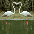 Picture Title - Flamingo's Love