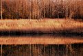 Picture Title - Reflections on a body of Water