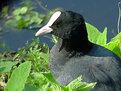 Picture Title - Coot!