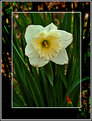 Picture Title - Daffodil