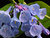 Virginia Bluebells