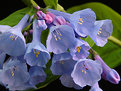 Picture Title - Virginia Bluebells