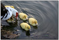 Picture Title - Ducklings I