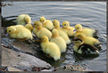 Picture Title - Ducklings II