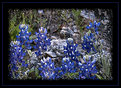 Picture Title - Hill Country Bluebonnets