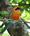 Picture Title - Rufous Motmot