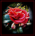 Picture Title - Camellia